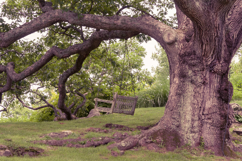 Oak Tree